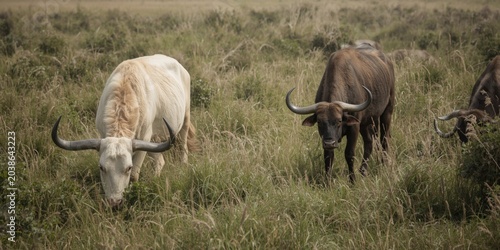 Grazing livestock on a vari...