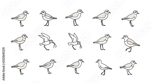Cartoon illustrations of shorebird plovers with multiple poses and actions