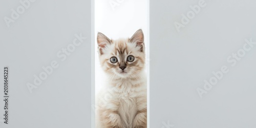 Gentle Birma kitten framed ...