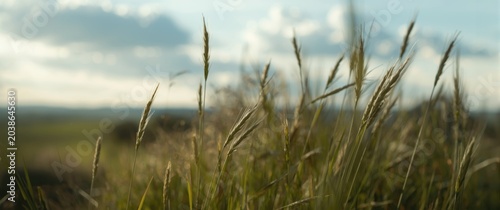 Close up view of grass stal...