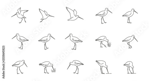 Fotografia Set of minimalist line drawings illustrating bird silhouettes in various poses