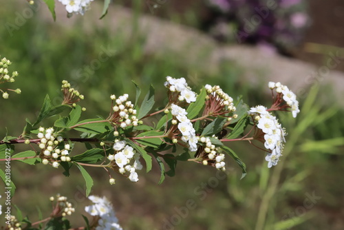日本の春の公園に咲く白い小さなシモツケの花
