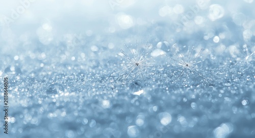 Close up of silver dandelio...
