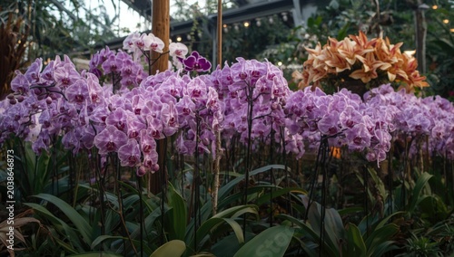 Full orchid exhibit with la...