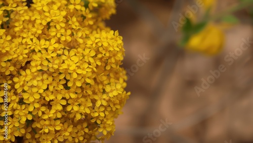 Dense cluster of tiny yello...