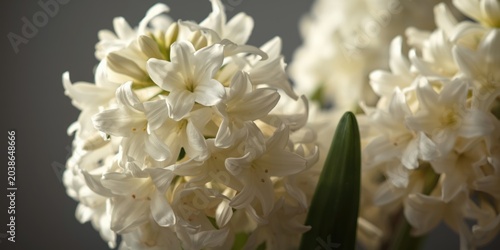 Detailed view of a white hy...