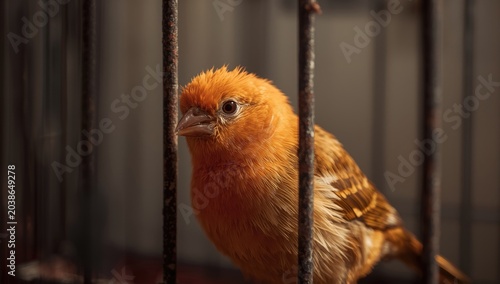 Curious young canary with o...