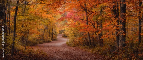 Colorful autumn forest scen...