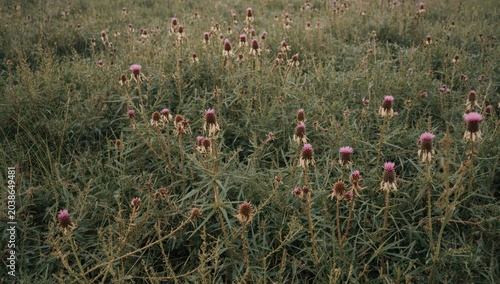 Field with scattered pink S...