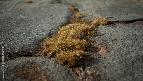 Dry moss spreading across u...