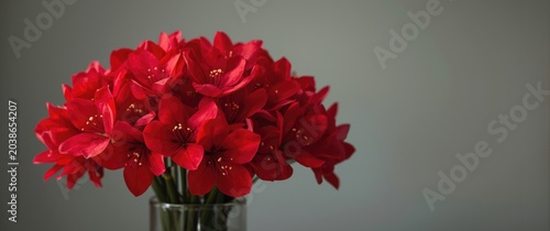 Fresh red oleander flowers ...