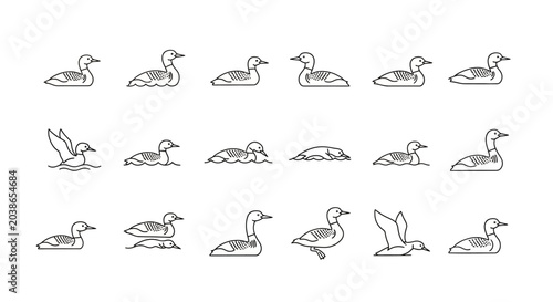 Outlined illustrations of loons in various poses for design and concept