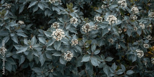 Fragrant broad leaf shrub w...
