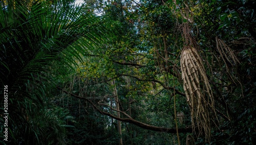 Dense tropical canopy featu...