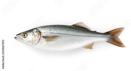 Fresh European Hake fish is...