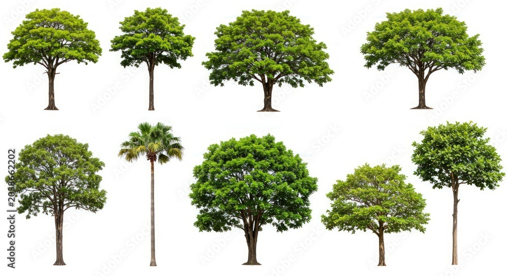 Fototapeta premium Variety of green trees isolated.