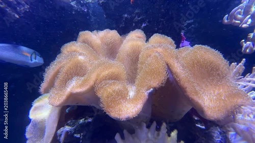 Cauliflower coral and fishes