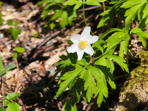 Anemone nemorosa in bloom. 