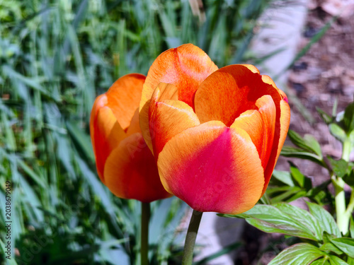 Tulips in the ornamental garden in front of the apartment building.
