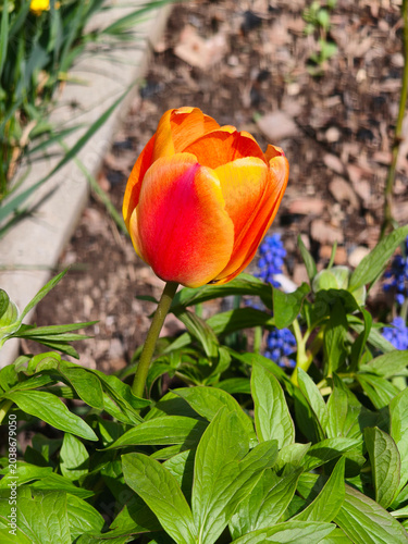 Tulips in the ornamental garden in front of the apartment building.

