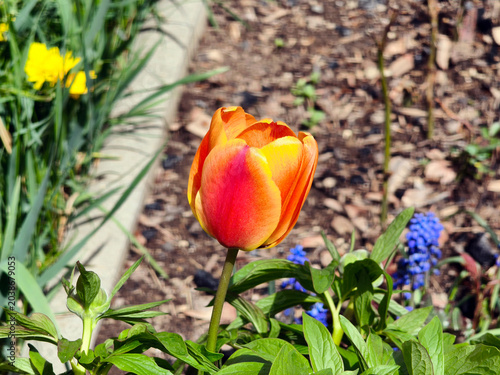 Tulips in the ornamental garden in front of the apartment building.
