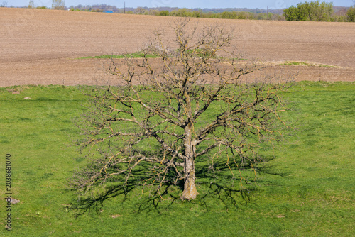 A Lone Tree In A Pasture During Spring