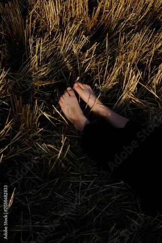 Fotografija Bare feet of a person lying down in a golden harvested wheat straw field, close