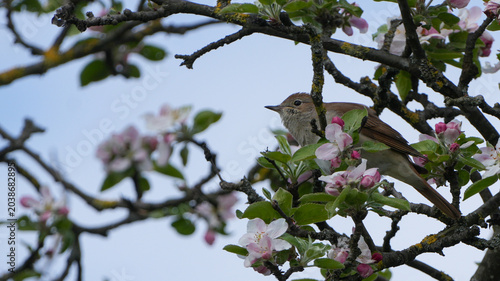 Foto common nightingale (luscinia megarhynchos) perched on a blooming apple tree (mal