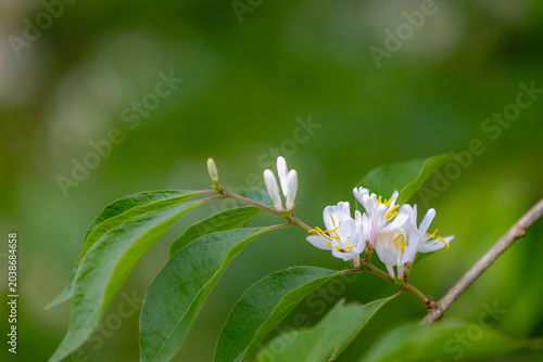 Fotografie Selective focus white flowers of Amur Honeysuckle with green leaves in park, Lon