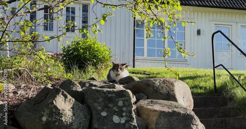 cat sits in garden 