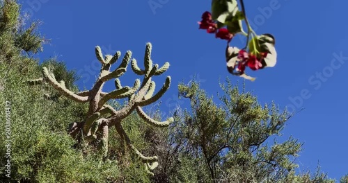 Green cactus in dry landscape