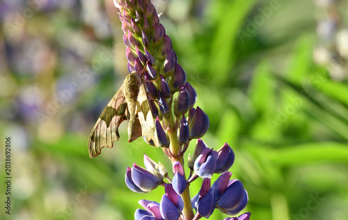 Lindenschwärmer an den Lupinen