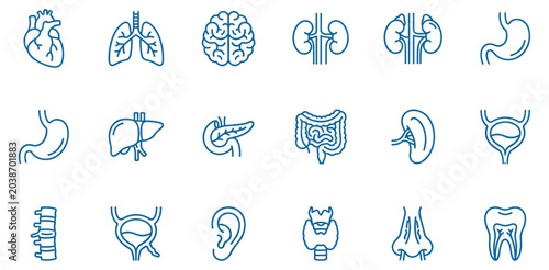 Photos Anatomy line icons collection, human body internal organs and skeletal system li