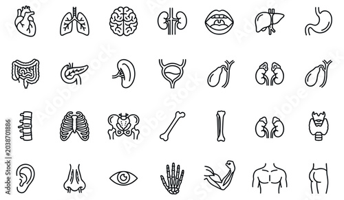 Schilderij op canvas Human internal organs and anatomy line icon set, medical biology and healthcare