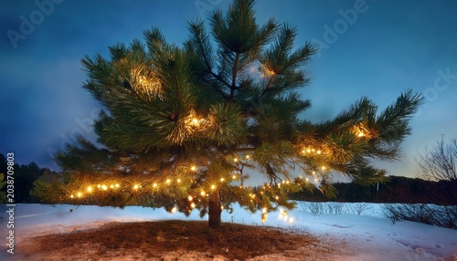 Christmas Lights In A Pine Tree
