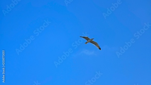 Image of white seagull bird fly in the blue sunny bright sky background photography poster banner hd ultra high resolution quality backdrop campaign