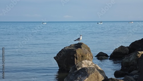 seagull on rock formation in black sea beautiful high quality image photo background wallpaper horizontal