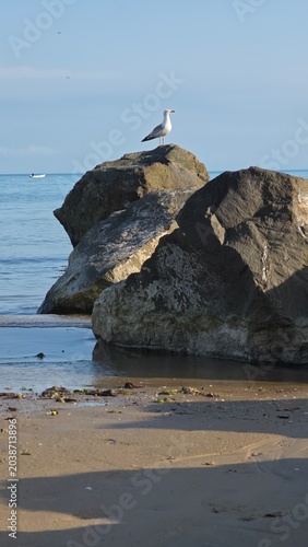 seagull on rock formation in black sea beautiful high quality image photo background wallpaper vertical