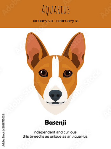 Zodiac sign Aquarius and Basenji Dog breed. Dog breed most compatible with Aquarius.