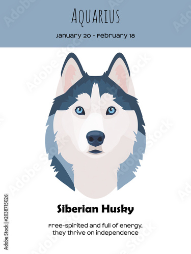 Zodiac sign Aquarius and Siberian Husky Dog breed. Dog breed most compatible with Aquarius.