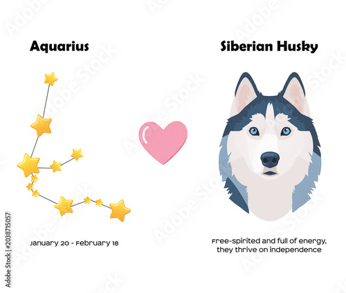 Zodiac sign Aquarius and Siberian Husky Dog breed. Dog breed most compatible with Aquarius.