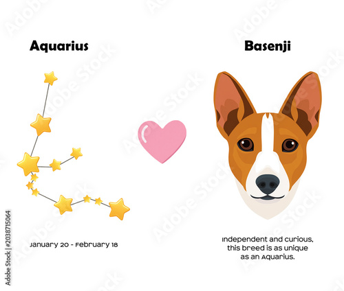 Zodiac sign Aquarius and Basenji Dog breed. Dog breed most compatible with Aquarius.