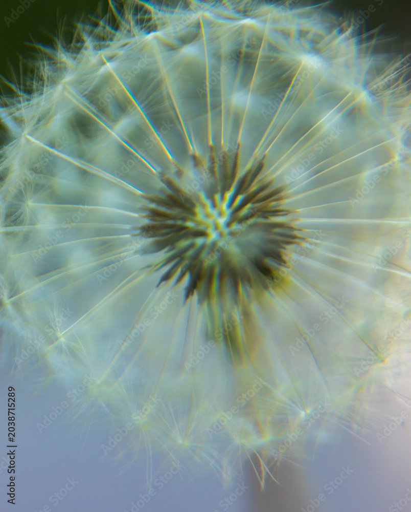 Obraz premium dandelion flower is a species of the genus dandelion of the Asteraceae family 