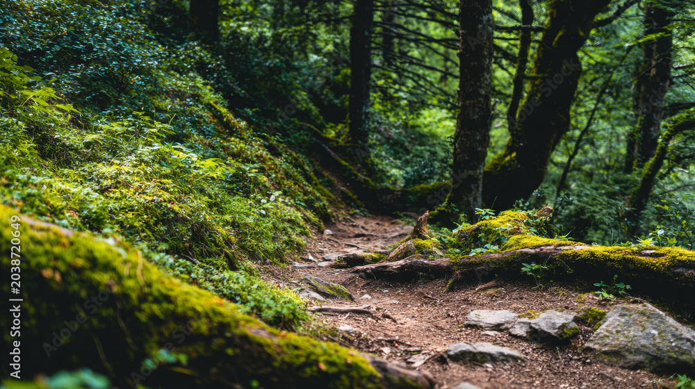 Fototapeta premium Forest path winding through green woodlands, lush moss covering trees and logs, natural light filtering through leaves