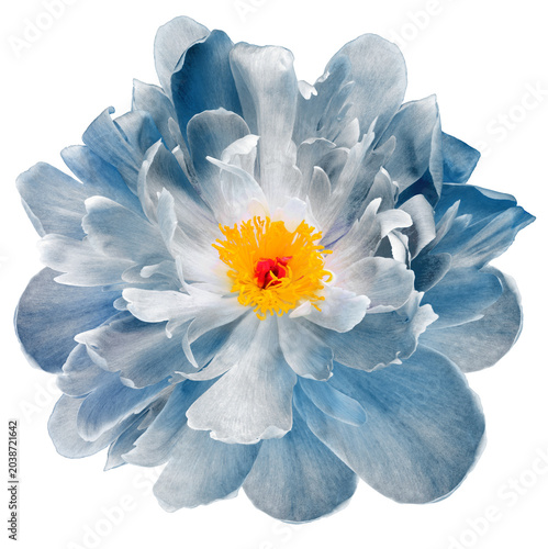 Peony flower  on  isolated background with clipping path. Closeup. For design. Transparent background	