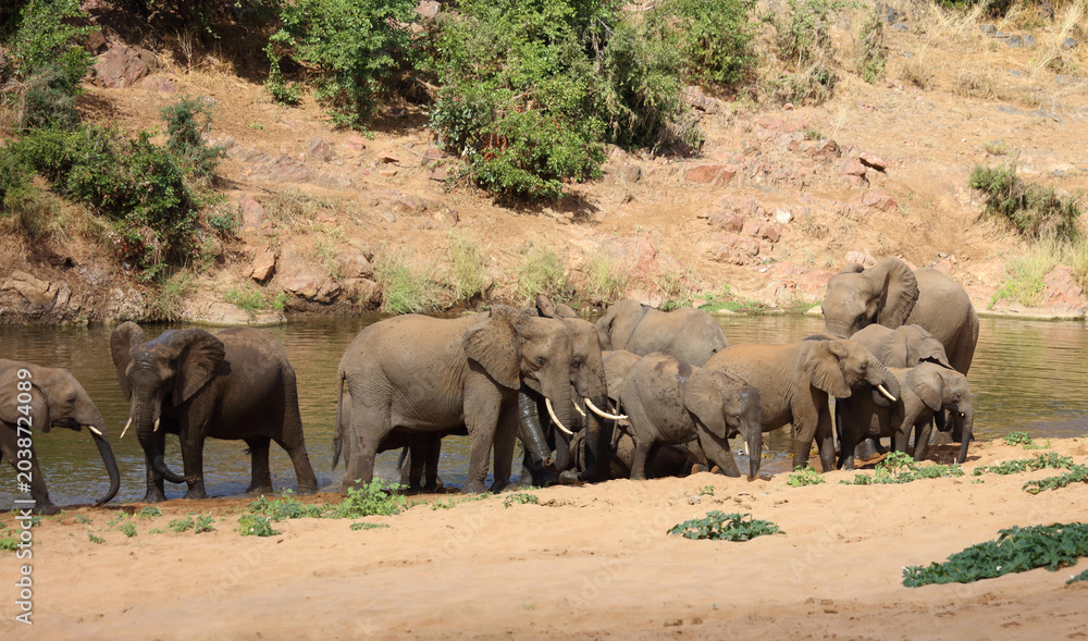 Fototapeta premium Afrikanischer Elefant / African elephant / Loxodonta africana