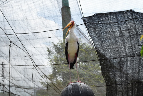 Photography Milky stork Mycteria cinerea standing with open beak on a stone ball inside a la