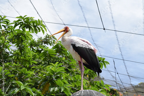 Photography Milky stork Mycteria cinerea standing with open beak on a stone ball inside a la
