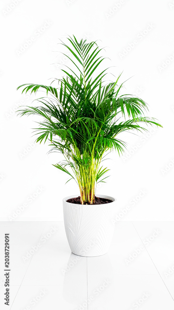 Fototapeta premium Indoor decorative palm plant in a white pot, light background. AI
