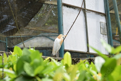 Photography Cattle egret Bubulcus ibis in breeding plumage standing on a stone wall at KL Bi